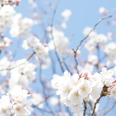 桜の風景