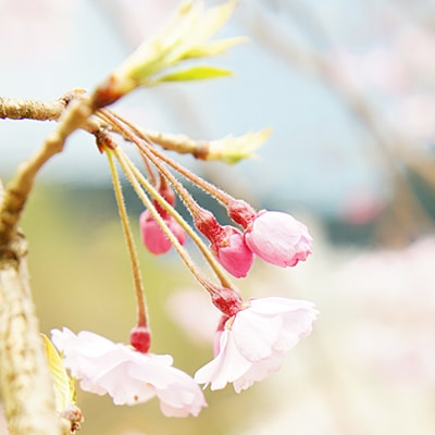 枝に咲く桜