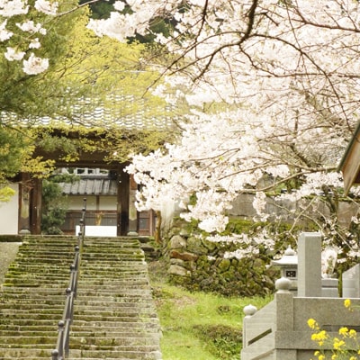寺と桜